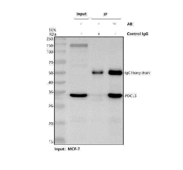 a10000 1 pdcl3 primary antibodies ip testing 1