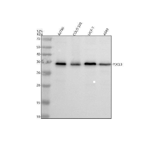 a10000 1 pdcl3 primary antibodies wb testing 1