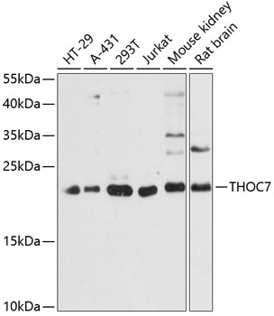 Western blot analysis of extracts of various cell lines, using THOC7 antibody  at 1:3000 dilution