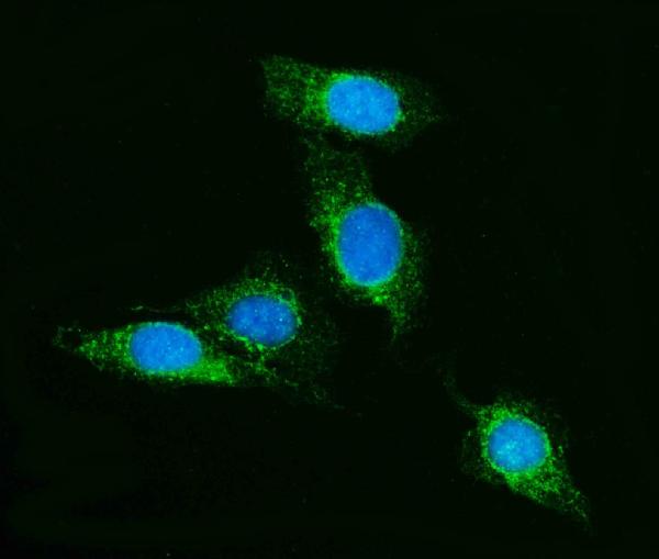 Figure 9. IF analysis of SCRN1 using anti-SCRN1 antibody (A10002-1). SCRN1 was detected in an immunocytochemical section of U20S cells. Enzyme antigen retrieval was performed using IHC enzyme antigen retrieval reagent (AR0022) for 15 mins. The cells were blocked with 10% goat serum. And then incubated with 5 microg/mL rabbit anti-SCRN1 Antibody (A10002-1) overnight at 4°C. DyLight®488 Conjugated Goat Anti-Rabbit IgG (BA1127) was used as secondary antibody at 1:100 dilution and incubated for 30 minutes at 37°C. The section was counterstained with DAPI. Visualize using a fluorescence microscope and filter sets appropriate for the label used.