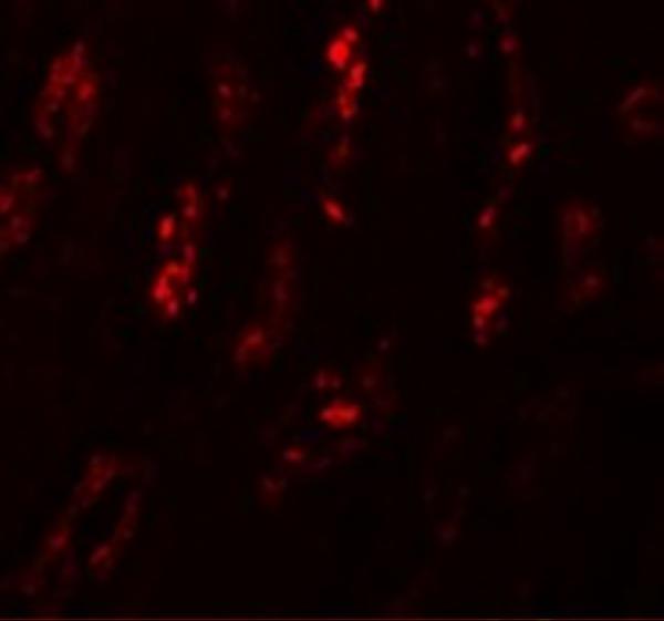 a10002 scrn1 primary antibodies if testing 3
