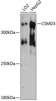 a10005 csmd3 primary antiboties wb testing 1