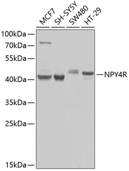a10006 npy4r primary antiboties wb testing 1