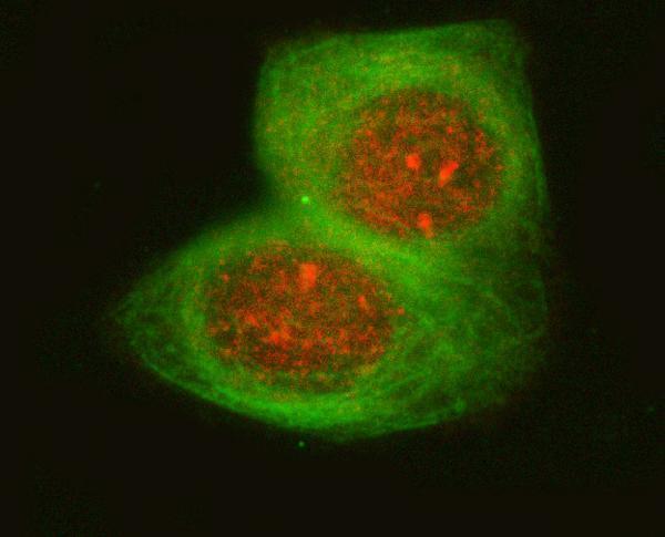 a10009 1 osgin1 primary antibodies if testing 6