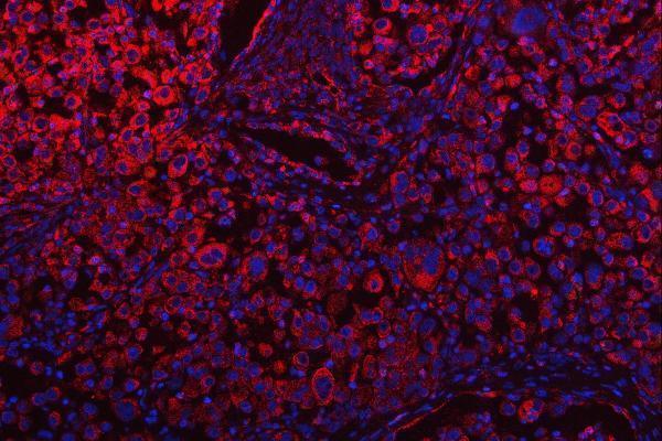 a10009 1 osgin1 primary antibodies if testing 7