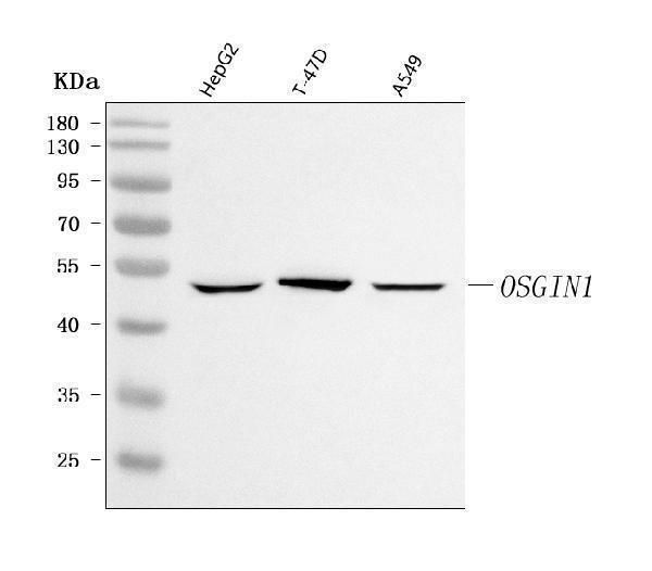 a10009 1 osgin1 primary antibodies wb testing 1