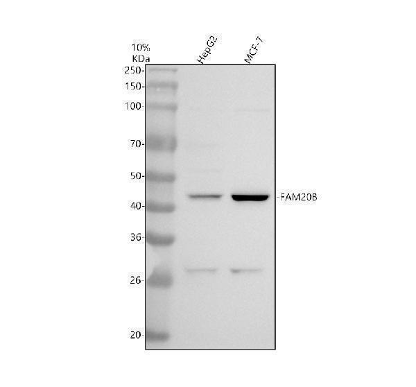 a10010 fam20b primary antibodies wb testing 1