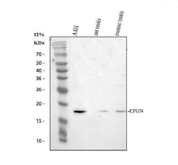 a10011 1 epigen primary antibodies wb testing 1