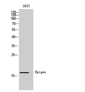 a10011 epgn primary antibodies wb testing 1