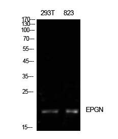 a10011 epgn primary antibodies wb testing 2