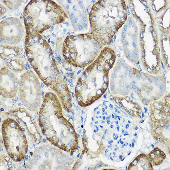 Immunohistochemistry of paraffin-embedded mouse kidney using CNPY2 Rabbit pAb  at dilution of 1:100 