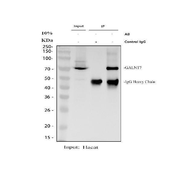 a10021 1 galnt7 primary antibodies ip testing 1