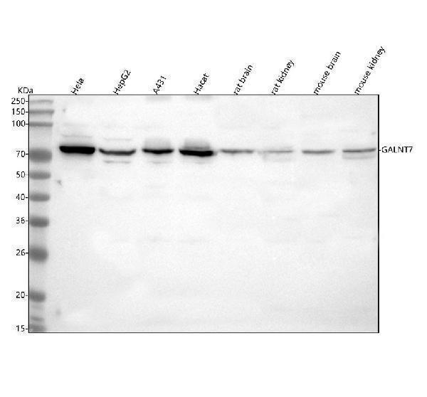 a10021 1 galnt7 primary antibodies wb testing 1_1