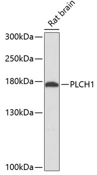 a10022 plch1 primary antiboties wb testing 1