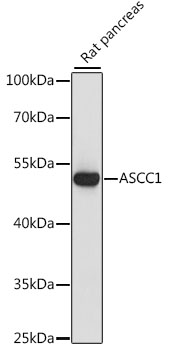 a10024 ascc1 primary antiboties wb testing 1