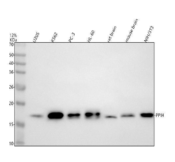  Western blot analysis of PPIH using anti-PPIH antibody (A10026-1)