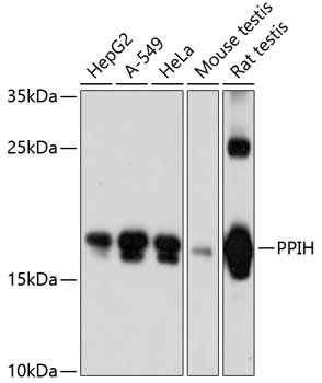 Western blot analysis of extracts of various cell lines, using PPIH antibody  at 1:3000 dilution