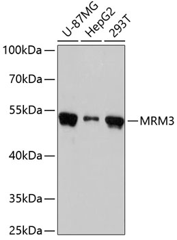 Western blot analysis of extracts of various cell lines, using MRM3 antibody  at 1:3000 dilution