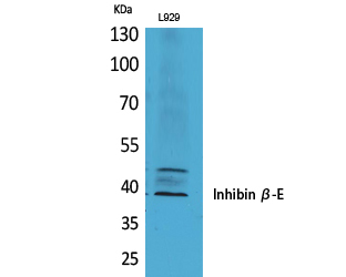 a10030 inhbe primary antibodies wb testing 2