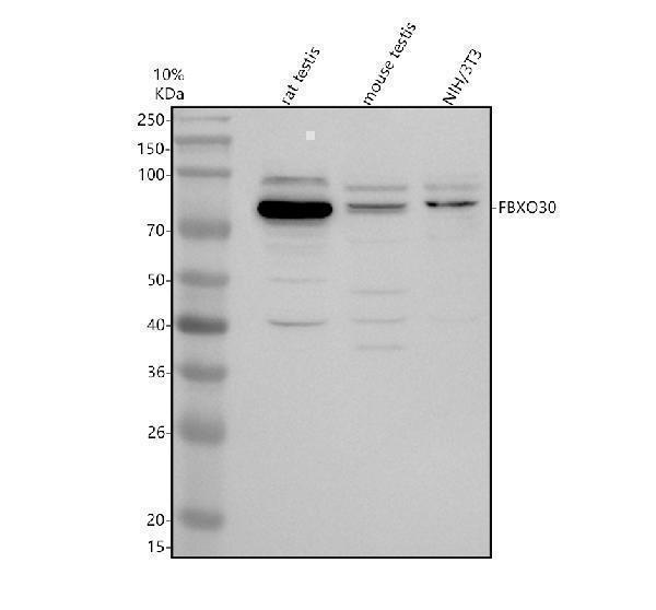 a10034 fbxo30 primary antibodies wb testing 1