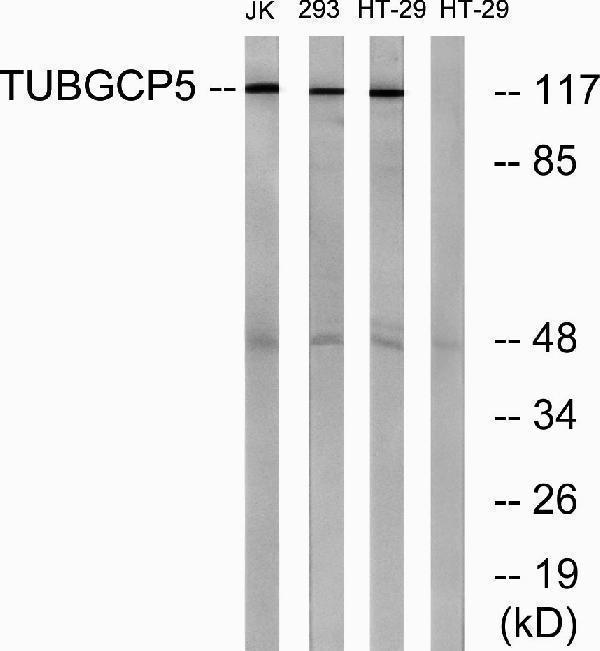 Western blot analysis of lysates from HT-29, Jurkat, and 293 cells, using TUBGCP5 Antibody