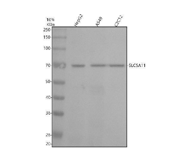 a10043 2 slc5a11 primary antibodies wb testing 1