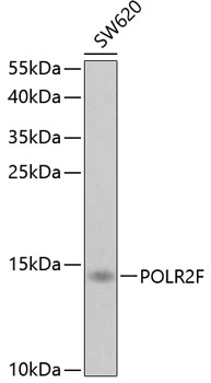 Western blot analysis of extracts of SW620 cells, using POLR2F antibody  at 1:1000 dilution