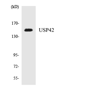 Western blot analysis of the lysates from HeLa cells using USP42 antibody