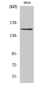 Western Blot analysis of various cells using USP42 Polyclonal Antibody