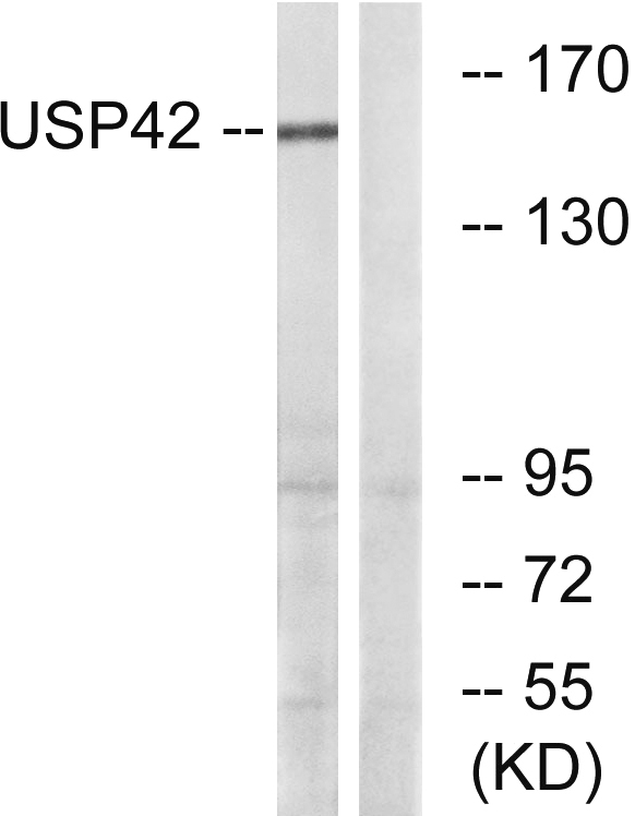 Western blot analysis of lysates from HT-29 cells, using USP42 Antibody
