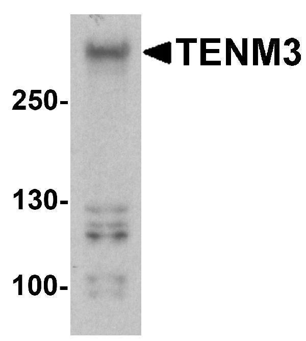 WB Validation  in 293 Cells 
Loading: 15 μg of Cell lysate 
Antibodies:  TENM3 A10047-8152-2402, 2 μg/mL, 1 h incubation at RT in 5% NFDM/TBST