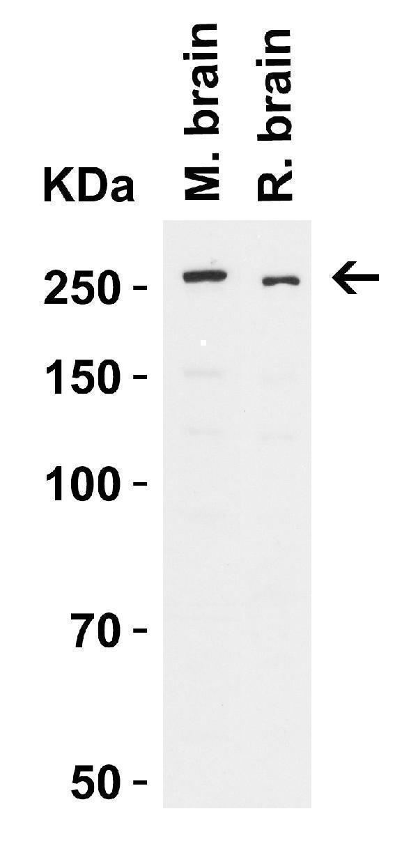 WB Validation  in Mouse and Rat Brain 
Loading: 15 μg of Cell lysate 
Antibodies:  TENM3 A10047-8152-2402, 2 μg/mL, 1 h incubation at RT in 5% NFDM/TBST