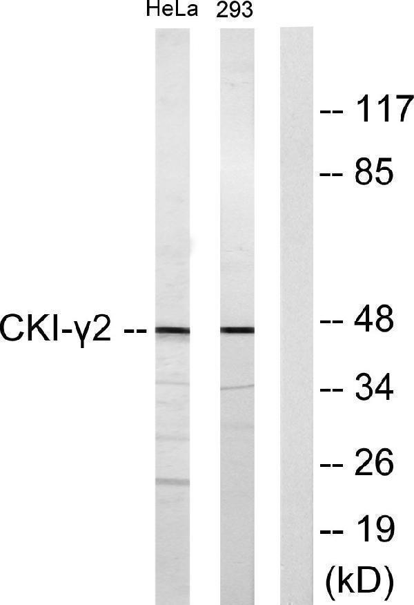 Western blot analysis of lysates from HeLa and 293 cells, using CKI-gamma2 Antibody