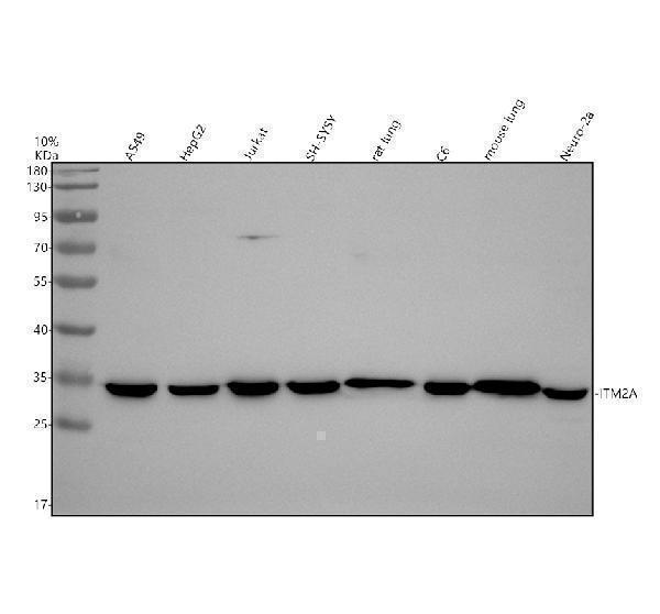 Western blot analysis of ITM2A using anti-ITM2A antibody (A10051)