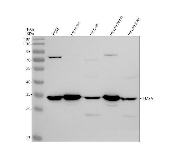 Western blot analysis of ITM2A using anti-ITM2A antibody (A10051)