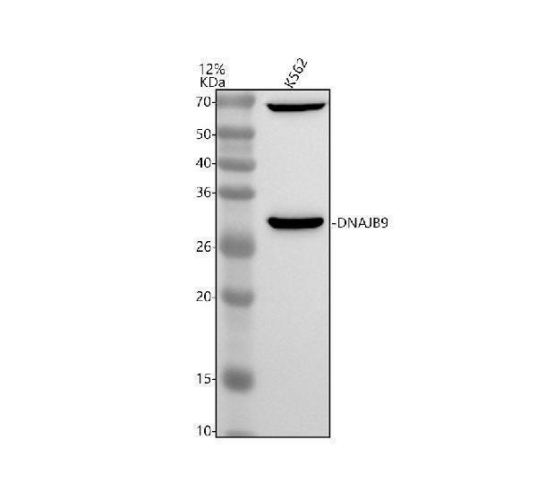 Western blot analysis of DNAJB9 using anti-DNAJB9 antibody (A10053-2)