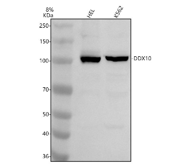 Western blot analysis of DDX10 using anti-DDX10 antibody (A10055-1)