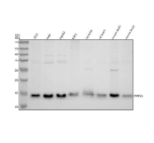 a10060 phf5a primary antibodies wb testing 1