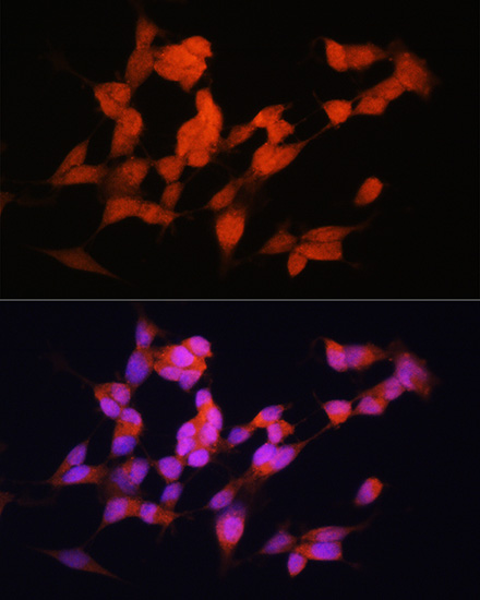 a10061 elavl3 primary antiboties if testing 4