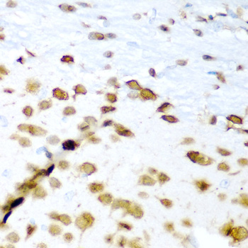 a10061 elavl3 primary antiboties ihc testing 3