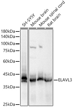 a10061 elavl3 primary antiboties wb testing 1