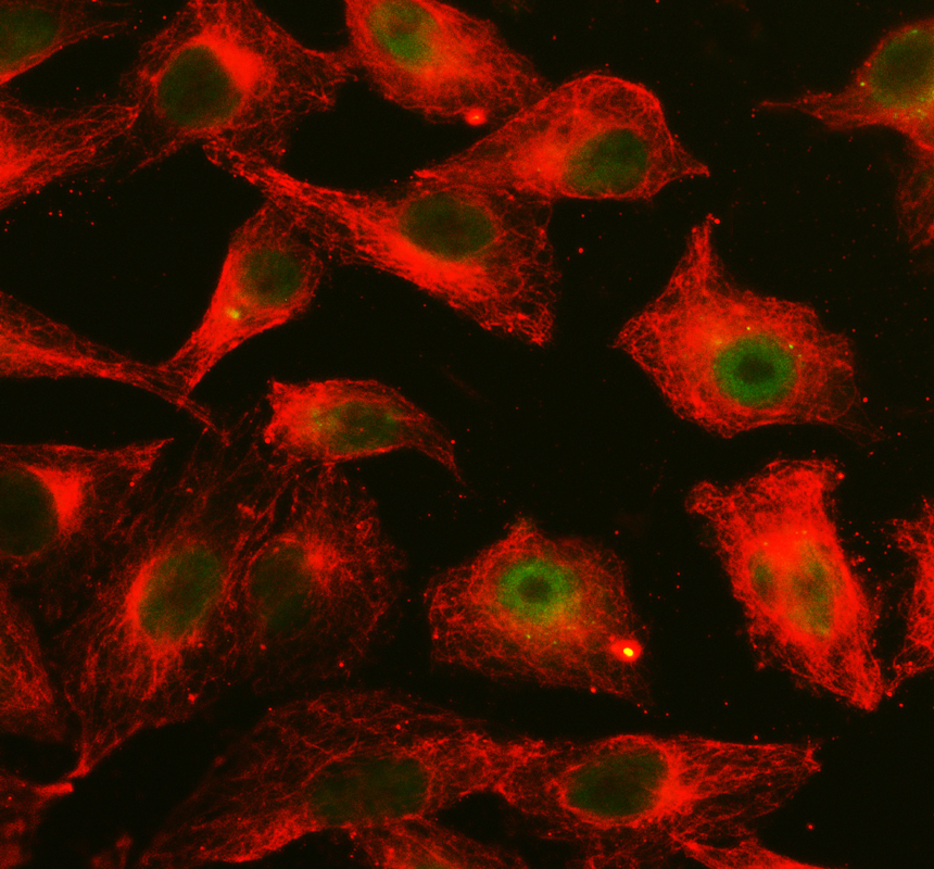 a10062 1 rprd1a primary antibodies if testing 1
