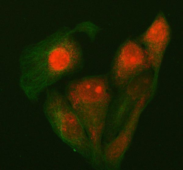 a10062 1 rprd1a primary antibodies if testing 9