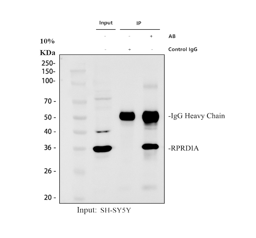 a10062 1 rprd1a primary antibodies ip testing 1