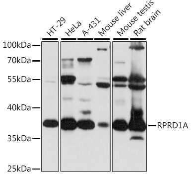 a10062 rprd1a primary antiboties wb testing 1