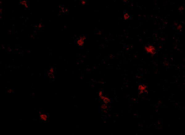 Immunofluorescence of human brain tissue using FEZ25 antibody at 5 μg/mL