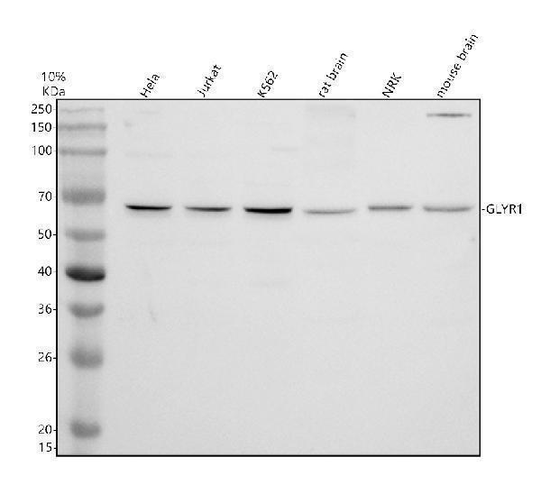 Western blot analysis of GLYR1 using anti-GLYR1 antibody (A10064-1)