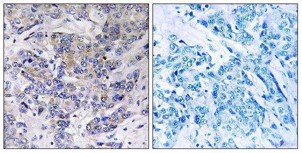 a10068 rps21 primary antibodies ihc testing 1