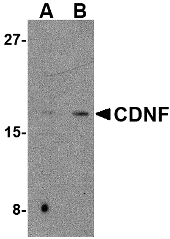 a10069 1 cdnf primary antibodies wb testing 1