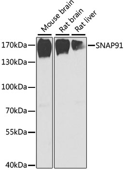Western blot analysis of extracts of various cell lines, using SNAP91 antibody  at 1:1000 dilution